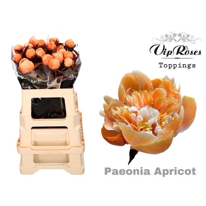 <h4>Paeonia Apricot X 20</h4>