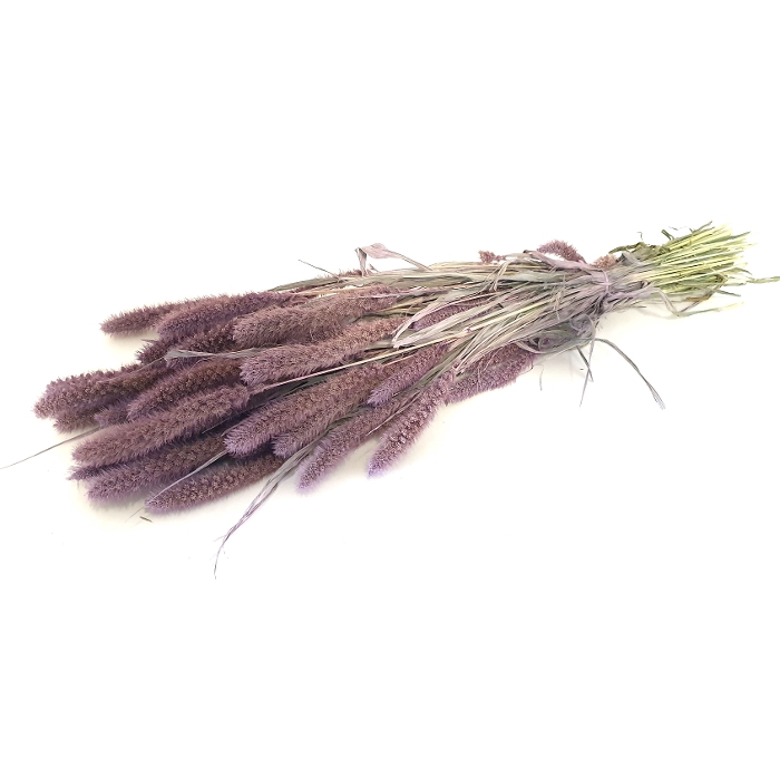 <h4>DRIED FLOWERS - SETARIA frosted milka</h4>