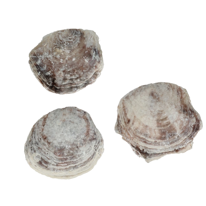 Shell Placuna ephium 1kg