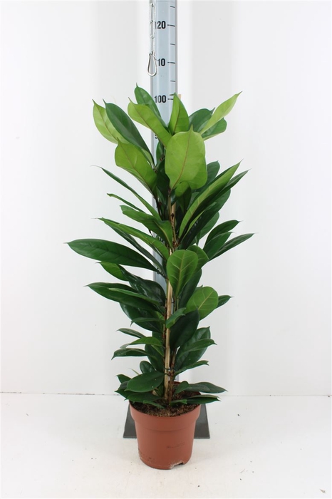 <h4>Ficus Cyathistipula P21</h4>