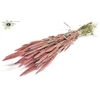 Polypogon per bunch frosted pink