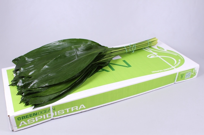 <h4>Leaf aspidistra Green Ocean</h4>