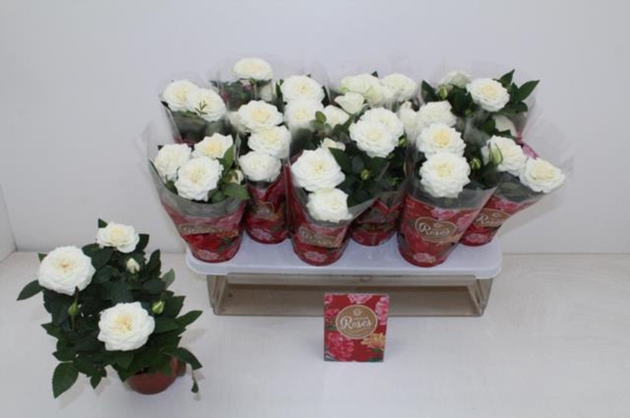 <h4>Rosa Favourite Roses White</h4>