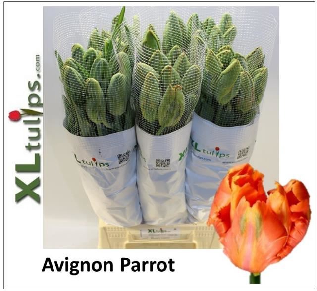 <h4>Tulipa (Par. Avignon Parrot</h4>