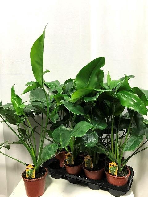 Philodendron Funny Bunny 14Ø 70cm