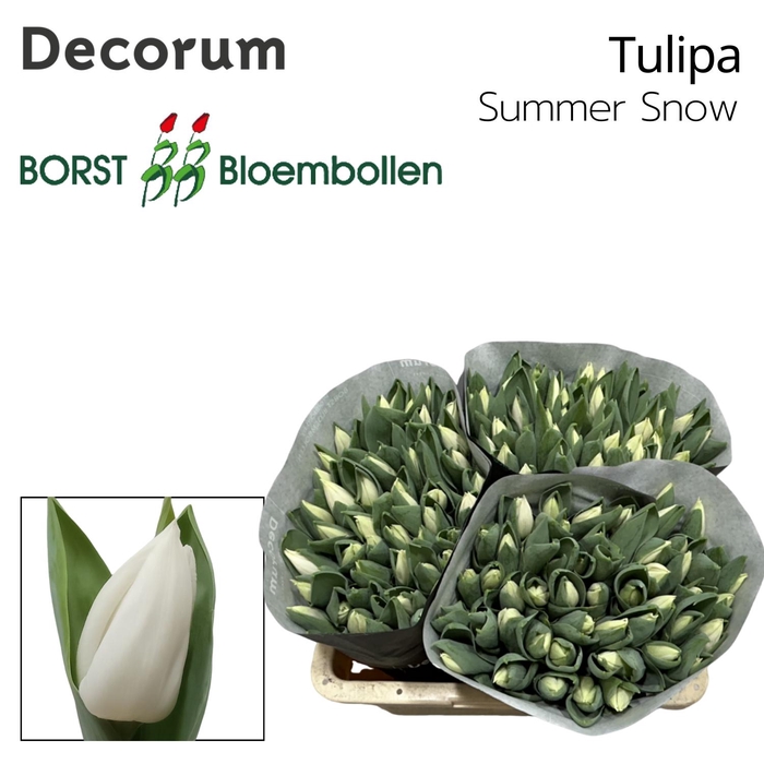 <h4>Tulipa si summer snow</h4>