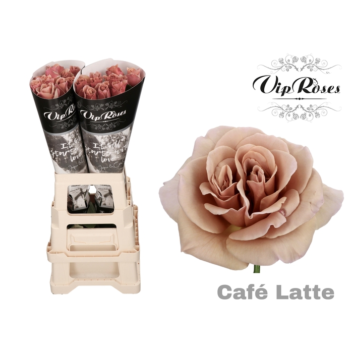 <h4>R Gr Cafe Latte</h4>
