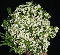 Greens - Diosma Flowering