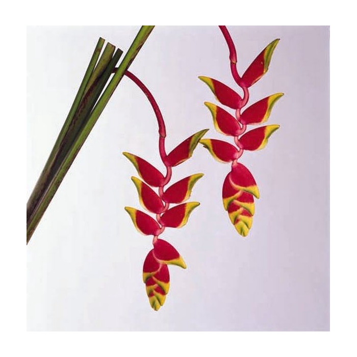 <h4>HELICONIA STEEL ROSTRATA</h4>