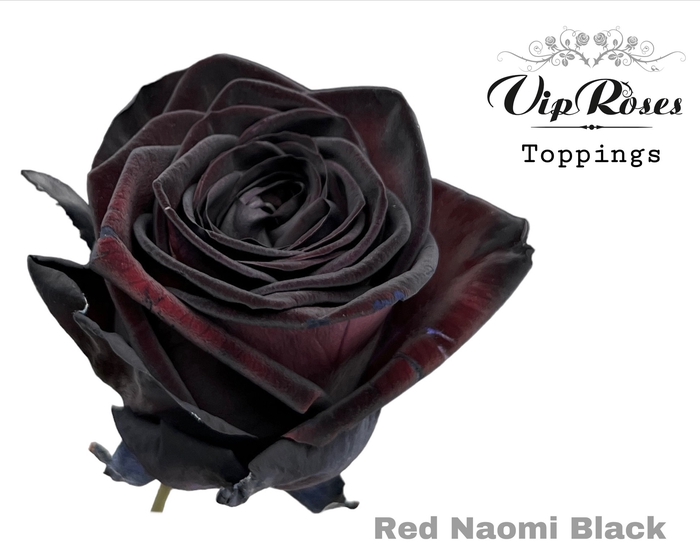 <h4>Rosa la paint black (red naomi!)</h4>