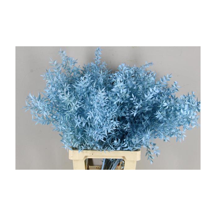 <h4>Pf Ruscus 70cm Bs L.blue</h4>