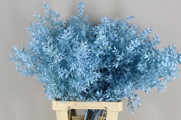 <h4>Pf ruscus 70cm bs l blue</h4>