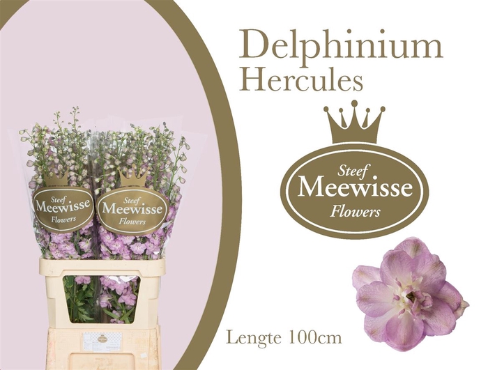 <h4>Delphinium do el dewi hercules</h4>