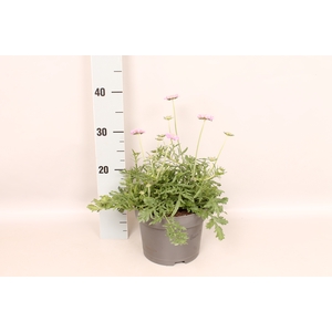 vaste planten 19 cm  Scabiosa 'Pink Mist' 