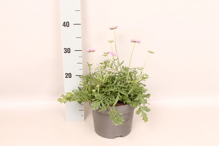 vaste planten 19 cm  Scabiosa 'Pink Mist'