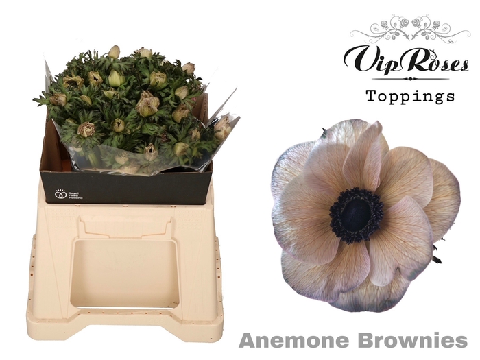 <h4>Anemone paint brownies</h4>