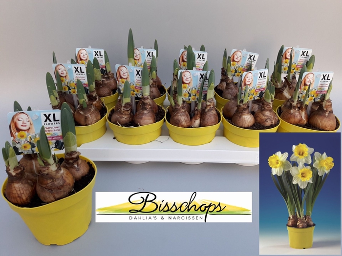 <h4>Narcissus (Trumpet Grp) Attraction</h4>