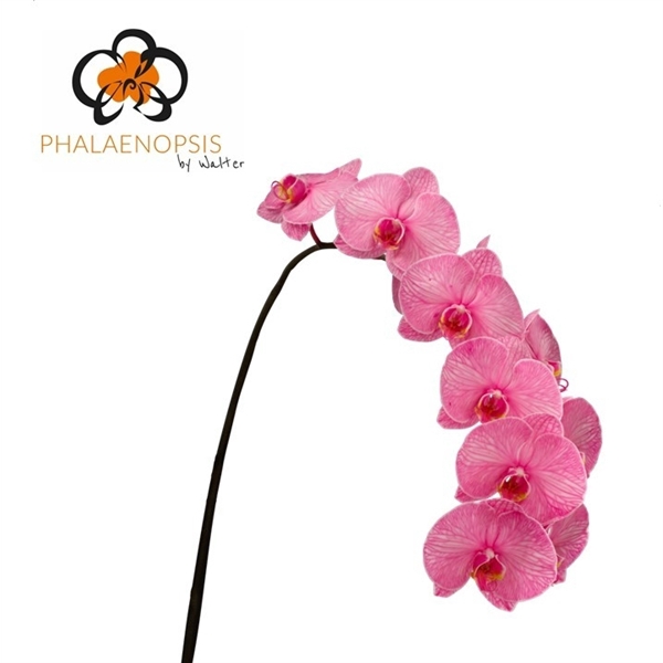 <h4>Phalaenopsis paint pink</h4>