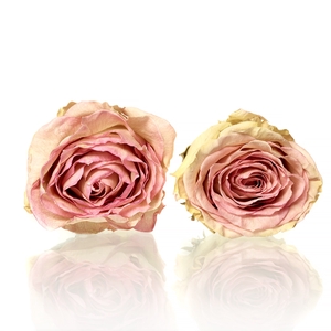 Rose Esperance bright pink 5-5,5cm