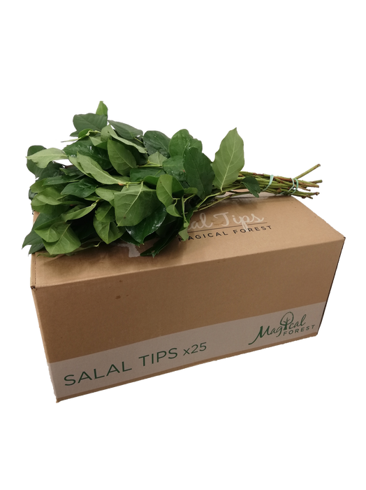 SALAL  TIPS MAGICAL FOREST