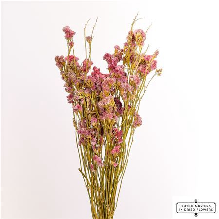 <h4>Dried Limonium Statice Coral Bunch</h4>