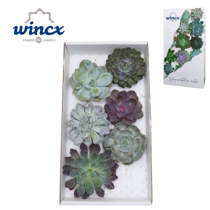 Echeveria Mix (wincx) Cutfl (6spc.) Wincx-14cm