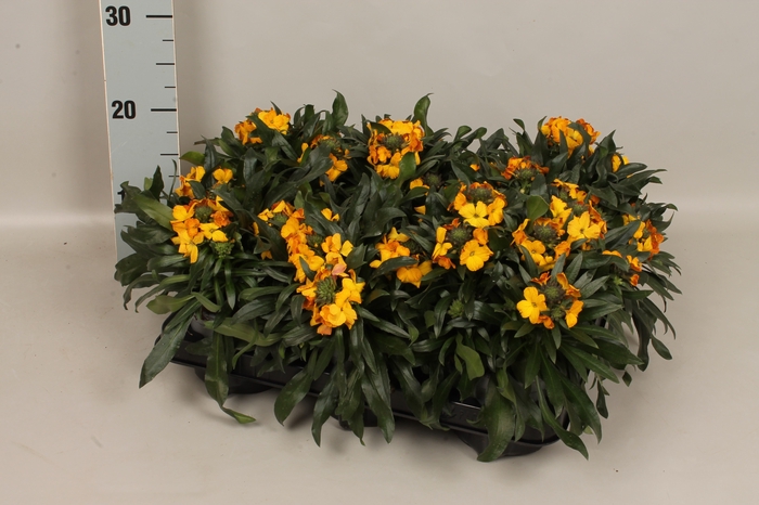 <h4>Erysimum linifolium Geel</h4>