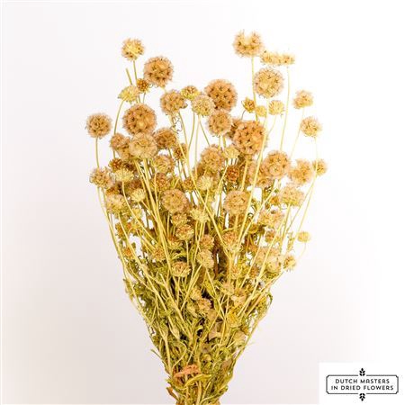 <h4>Dried Scabiosa Naturel Bunch Poly</h4>