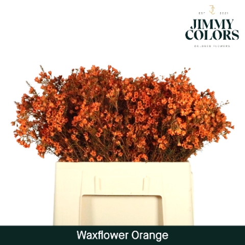 <h4>Waxflower L60 Klbh. oranje</h4>