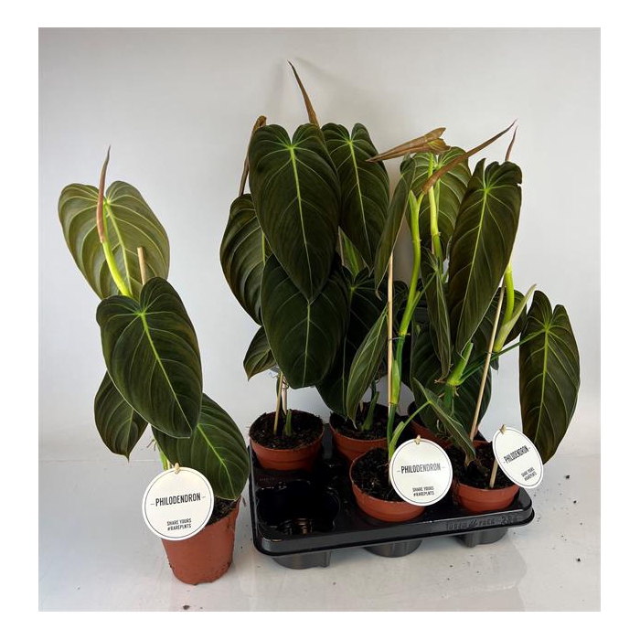 <h4>Philodendron melanochrysum 12Ø 55cm</h4>