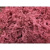 Solidago Pink 80cm