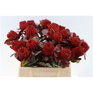 BANKSIA COCCINEA RED