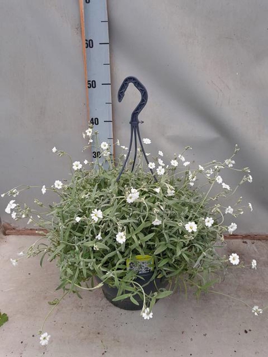 <h4>Cerastium tomentosum Silberteppich</h4>