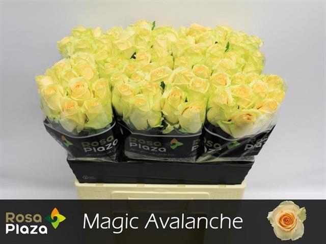 <h4>Rosa la magic avalanche+</h4>
