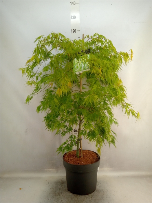 <h4>Acer palmatum 'Dissectum'</h4>