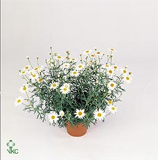Argyranthemum frutescens Molimba Maggy White 19Ø 4