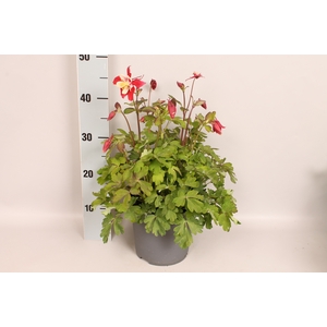 vaste planten 19 cm  Aquilegia Red & White