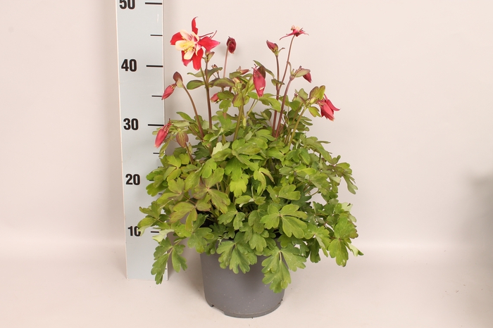 vaste planten 19 cm  Aquilegia Red & White