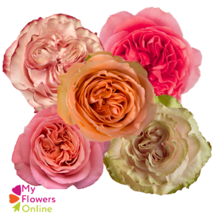 <h4>Bqts Garden Rose x 5 Stems Assorted 50cm CO</h4>
