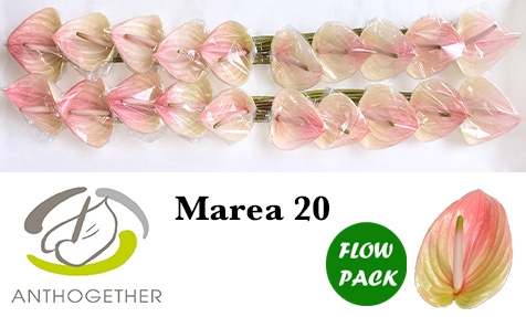 <h4>ANTH A MAREA 20 Flow Pack</h4>