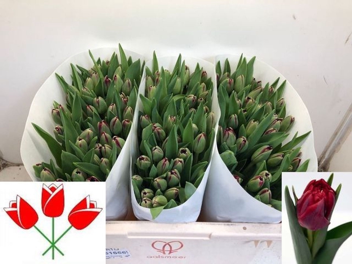 <h4>Tulipa dubb. dubbel overig</h4>