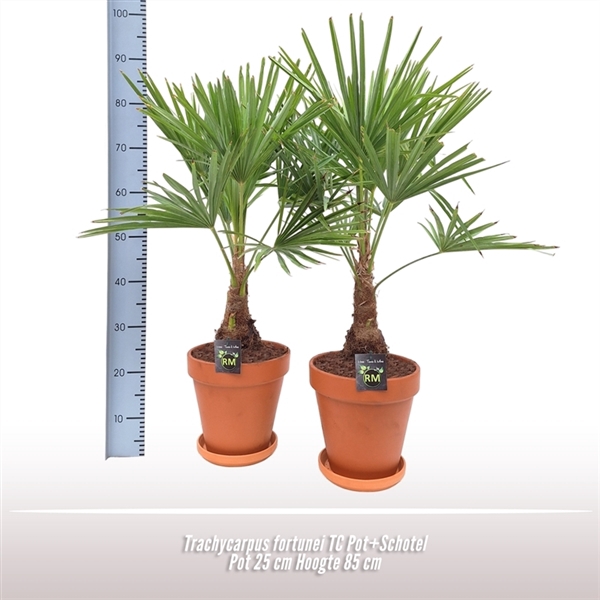 <h4>Trachycarpus fortunei TC Pot+Schote</h4>