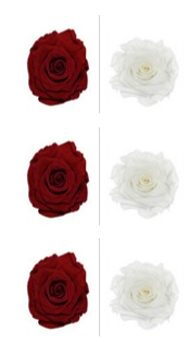 Roses éternelles White - Deep Red