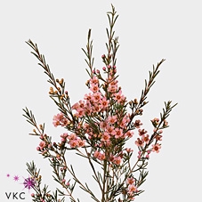 <h4>Chamelaucium wendy pink</h4>