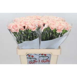 Dianthus St Lady Cappuccino*
