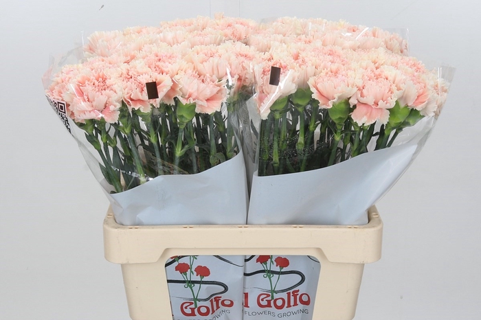 <h4>Dianthus St Lady Cappuccino*</h4>