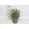 vaste planten 19 cm  Lavendel Spear Blue 