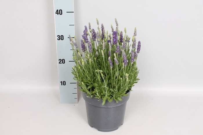 vaste planten 19 cm  Lavendel Spear Blue 