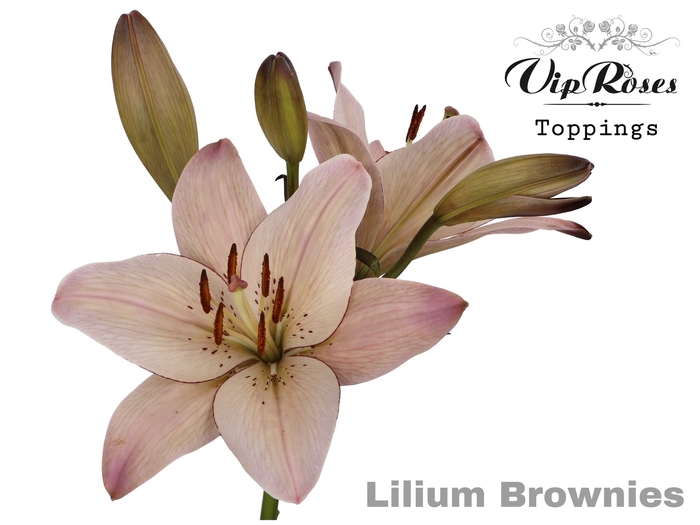 <h4>Lilium la paint brownies</h4>