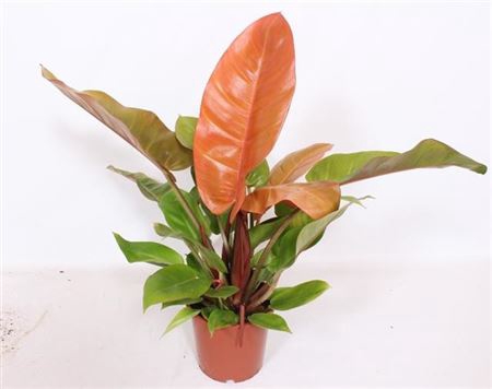 <h4>Philodendron Prince Of Orange P17</h4>